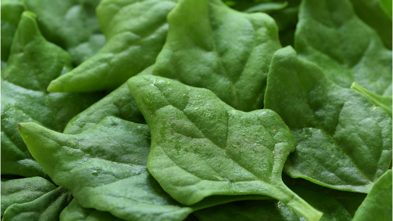 Are Oxalates Bad for Us? What Science Says About Oxalic Acid